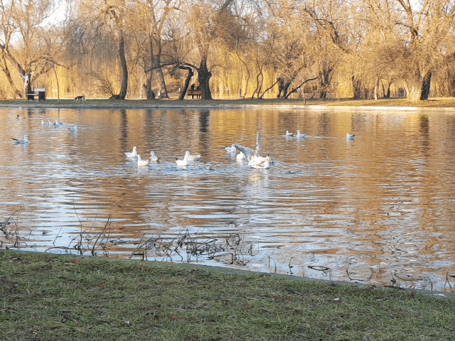 20180107_154550[1].gif