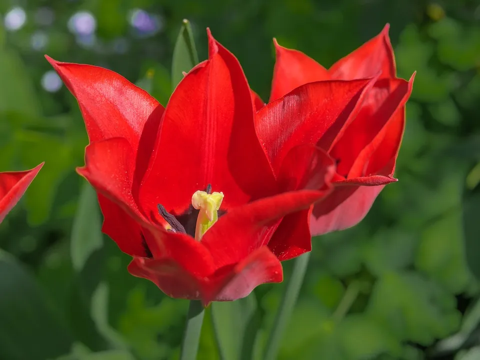 flower-3333412_960_720.jpg