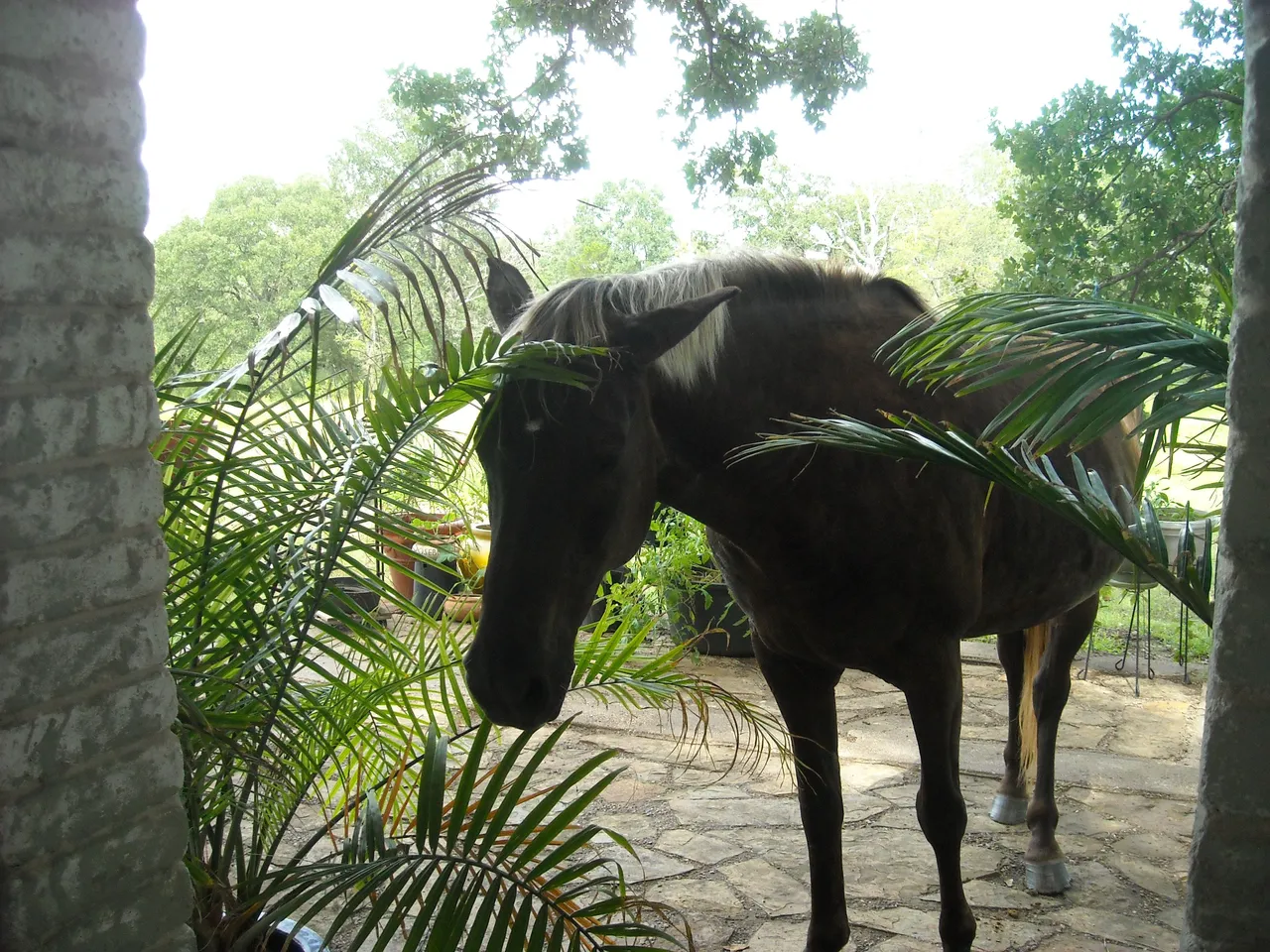 backyard horse 009.JPG