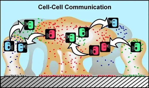 cell-cellCommunication.jpg