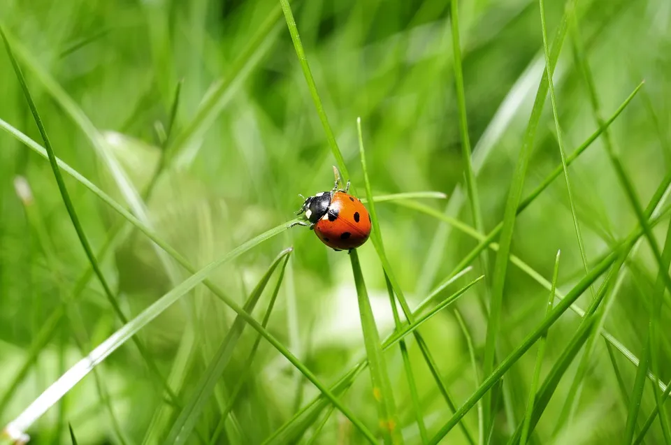 ladybug-796481_960_720.jpg