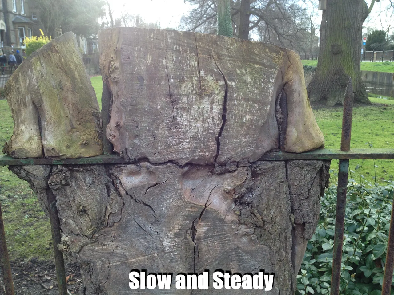 slow and steady .jpg