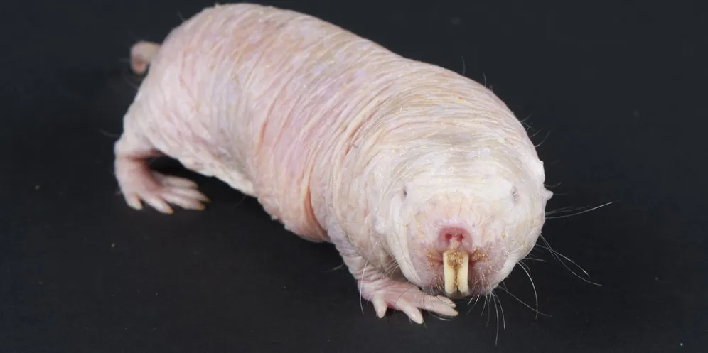 naked-mole-rat-996x497.jpg