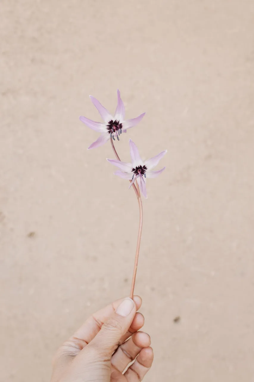 flowers-arrangement-38.jpg