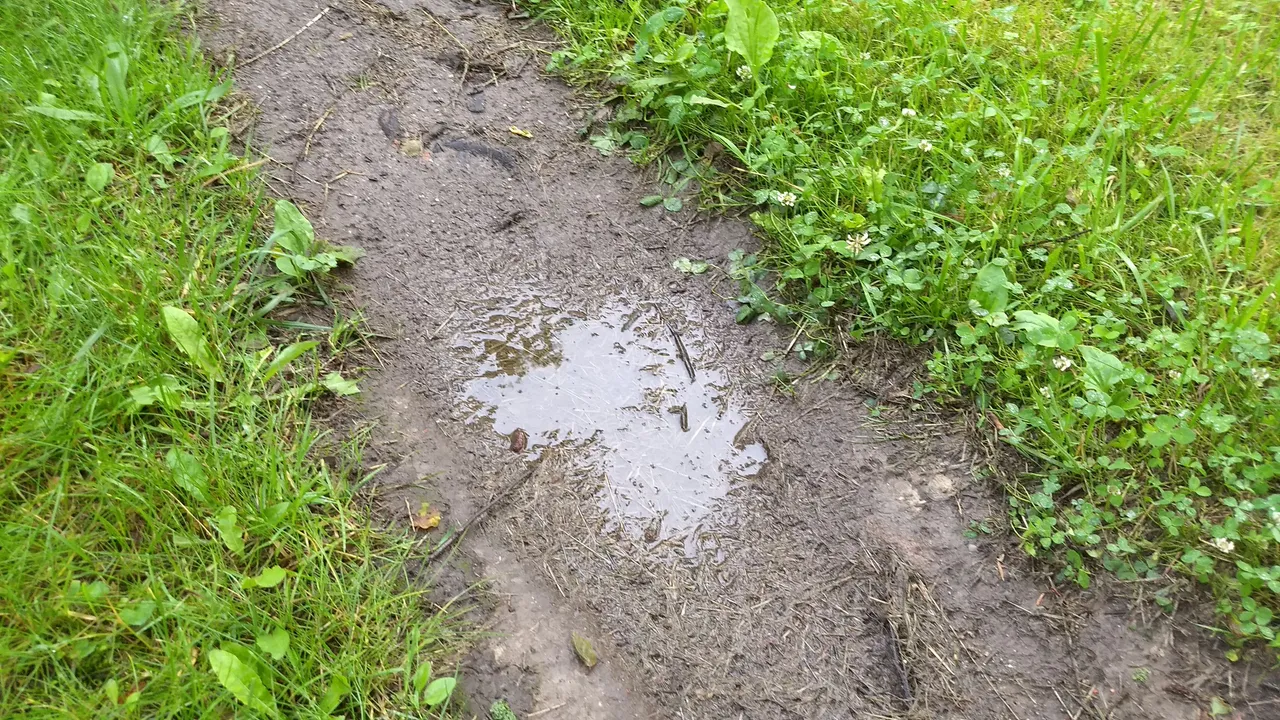 IMG_20170701_175103220.jpg