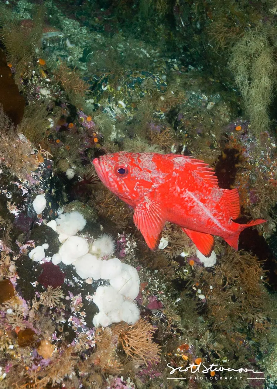 Vermilion Rockfish-1.jpg