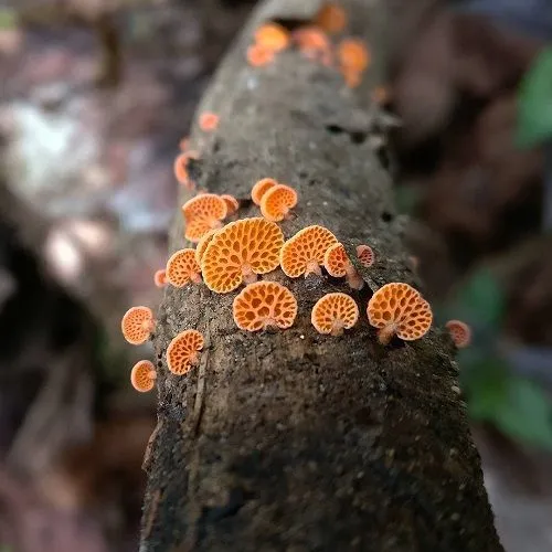 Favolaschia calocera.jpg