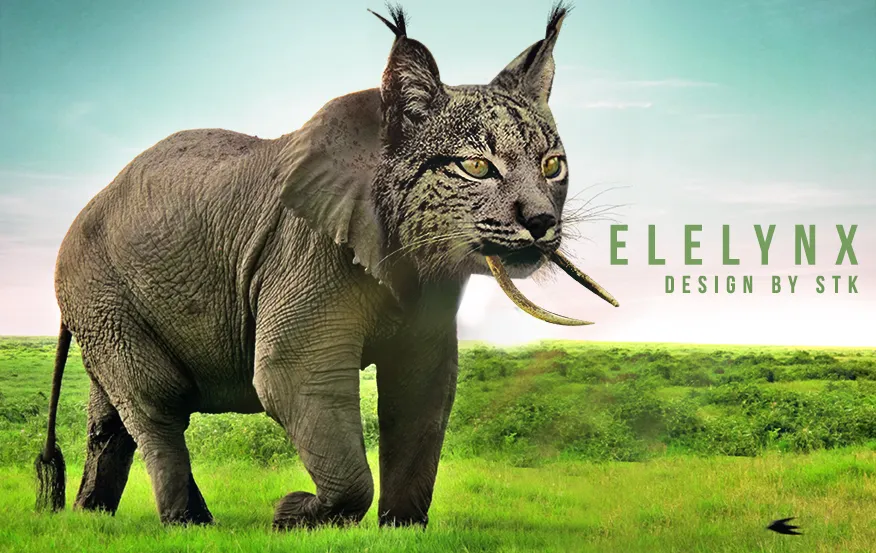 Elelynx-animal-contest.jpg
