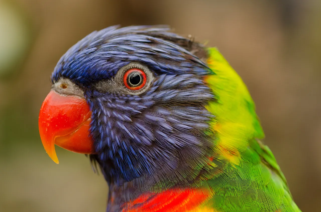 nature-bird-flying-red.jpg