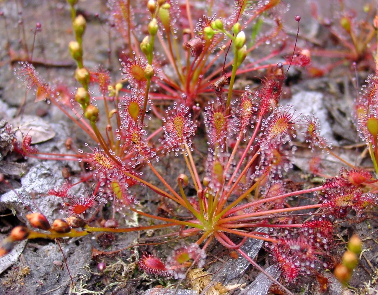 Drosera_intermedia_ne1.jpg