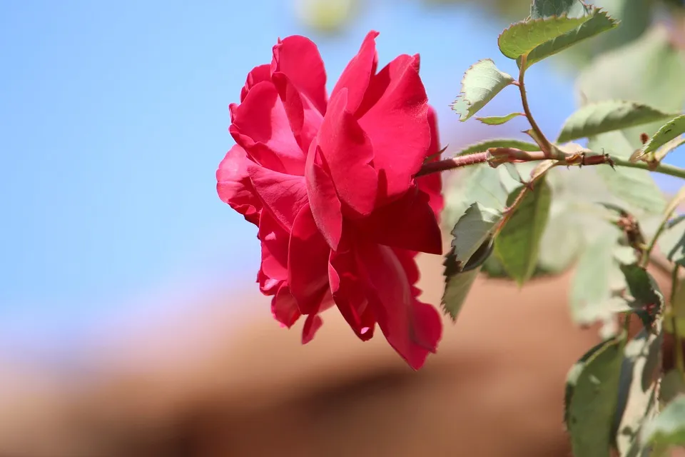 flower-3164308_960_720.jpg