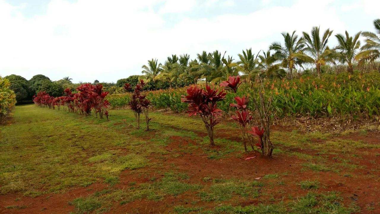 pinapple-fields-others.jpg