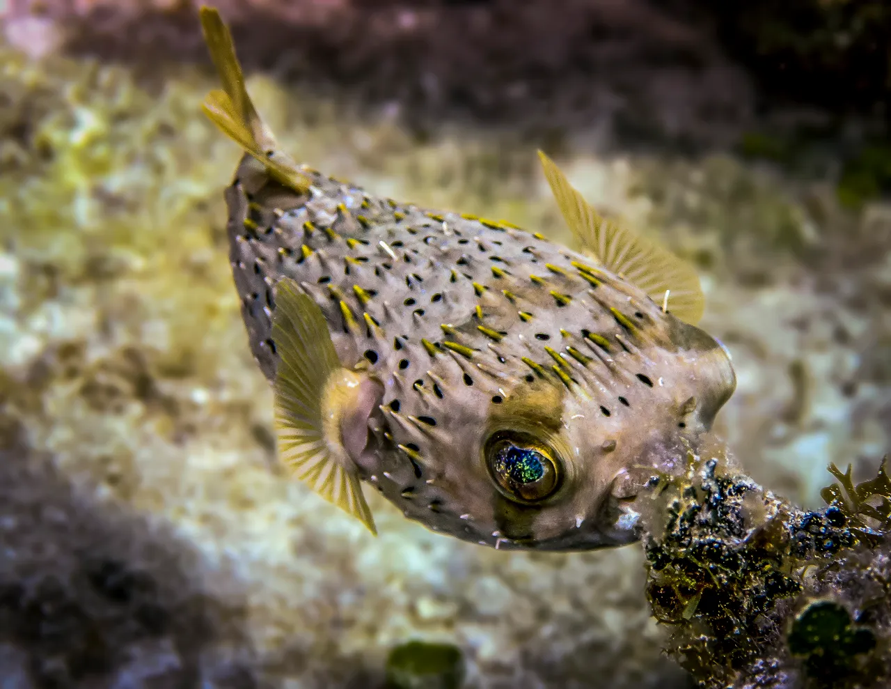 Porcupine_Fish_01-Edit.jpg