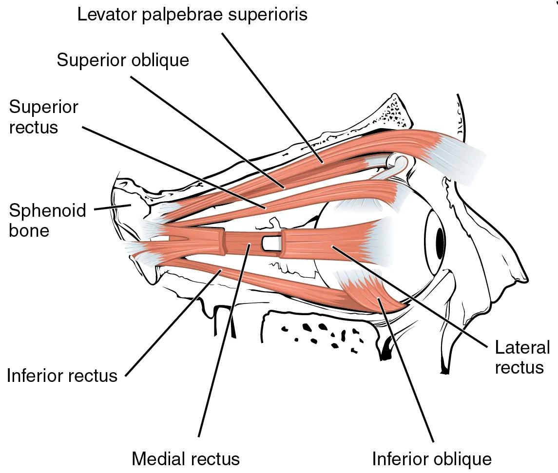 wikimedia commons || https://commons.wikimedia.org/wiki/File:1107_The_Extrinsic_Eye_Muscles_right_eye_lat