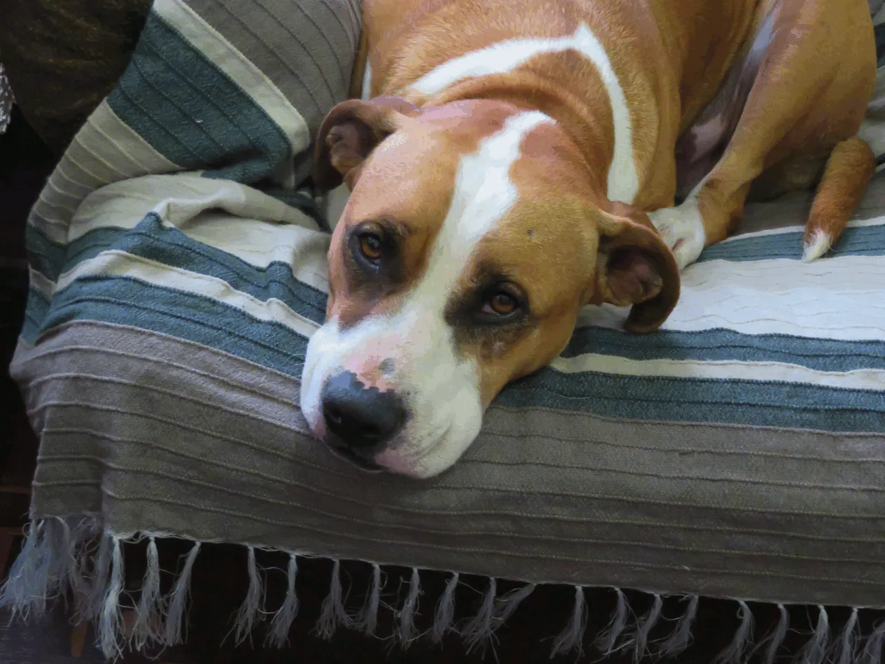 Dog Adopts Human