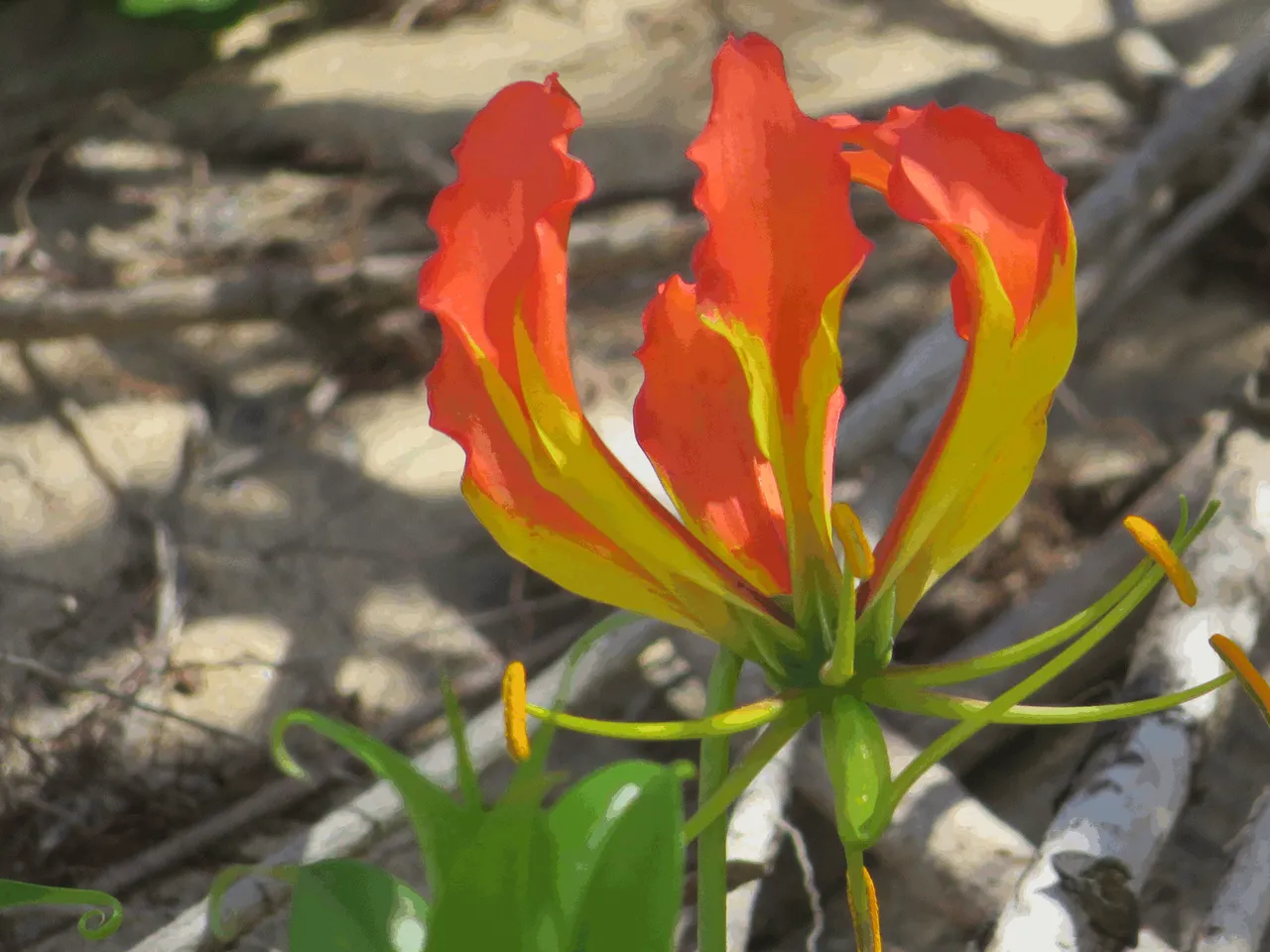 Flame Lily