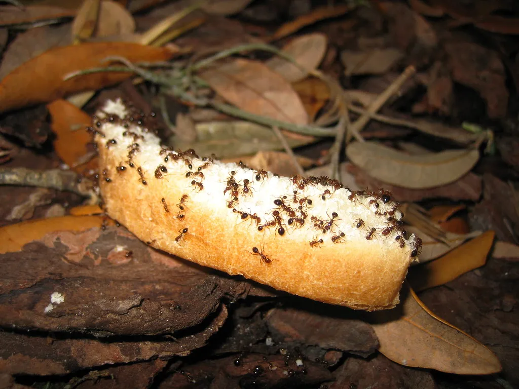 "Ants on Bread" by fuzzcat is licensed under CC BY 2.0