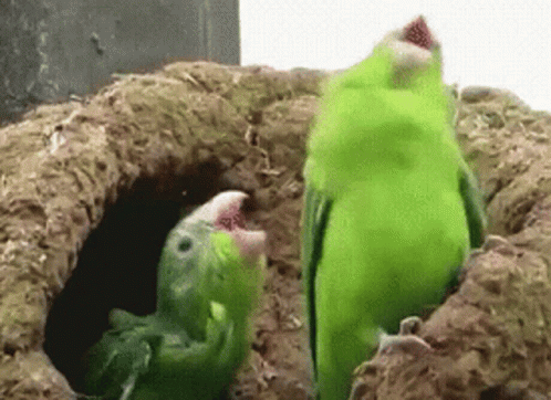 untitled.gif