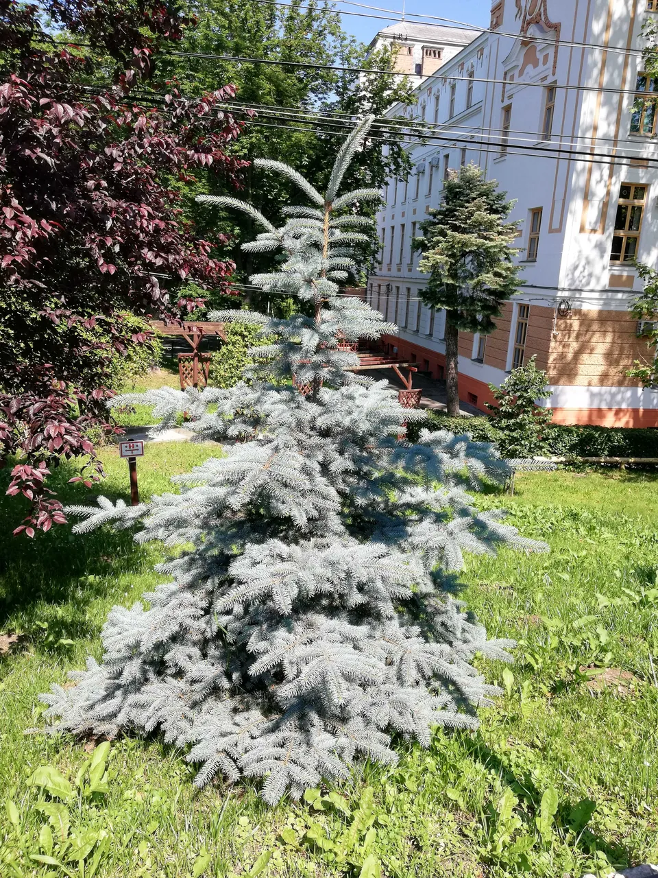 IMG_20190609_110517.jpg