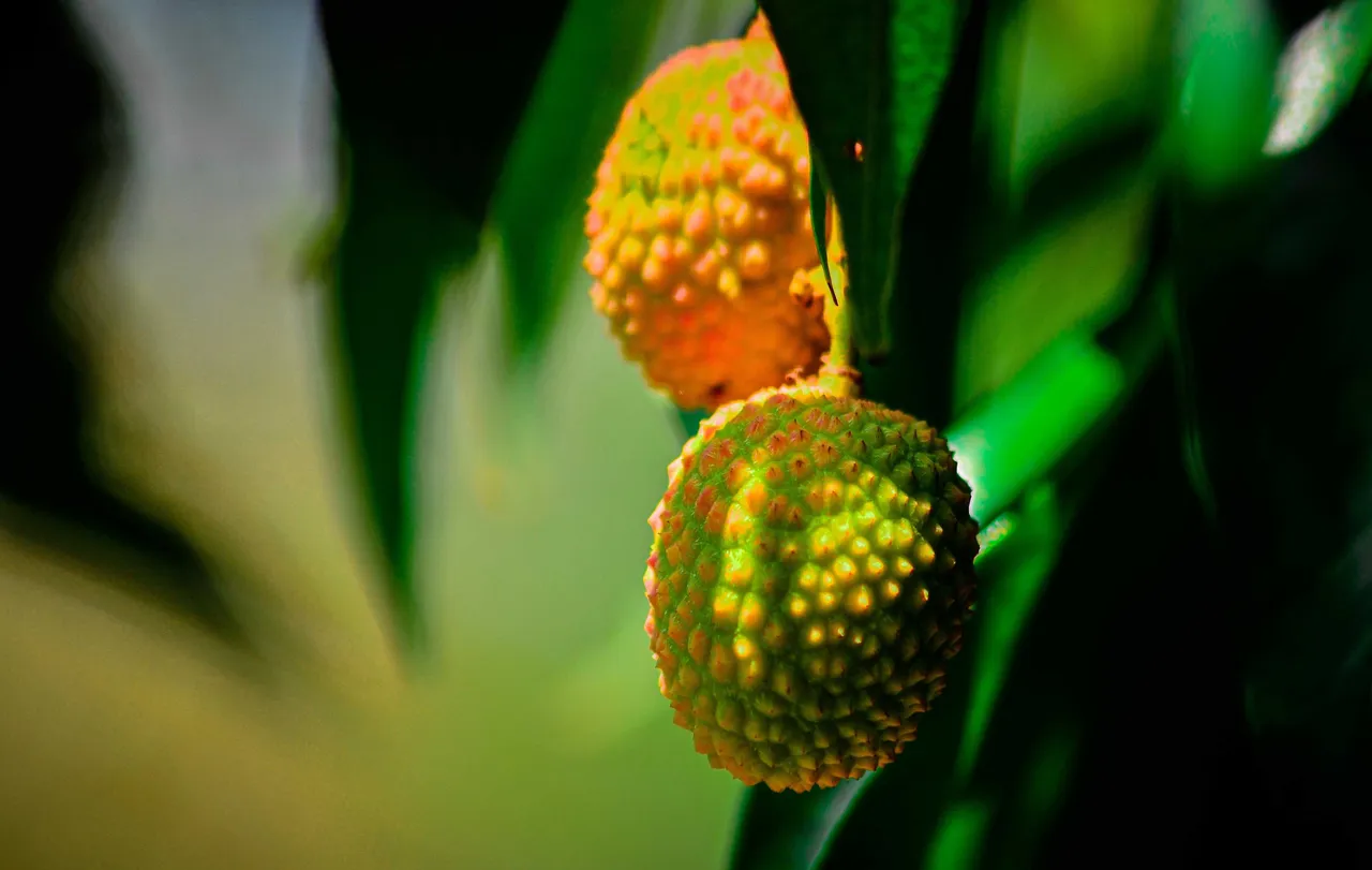 lychee5314040.jpg
