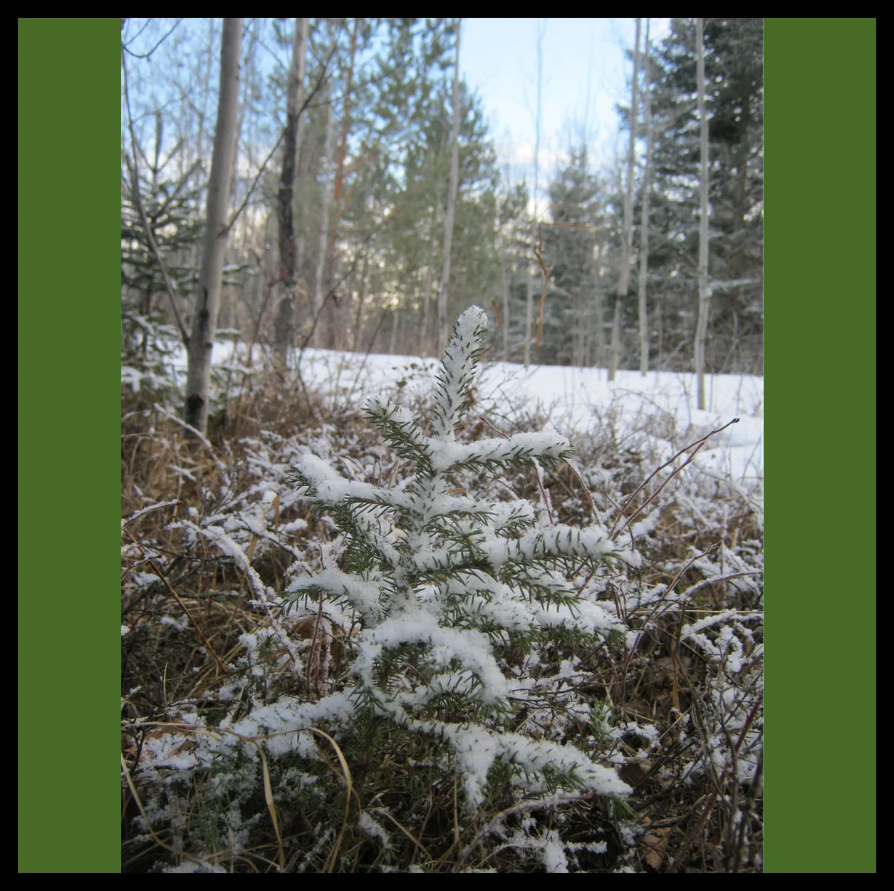 looking up young snowy spruce with trees in background.JPG