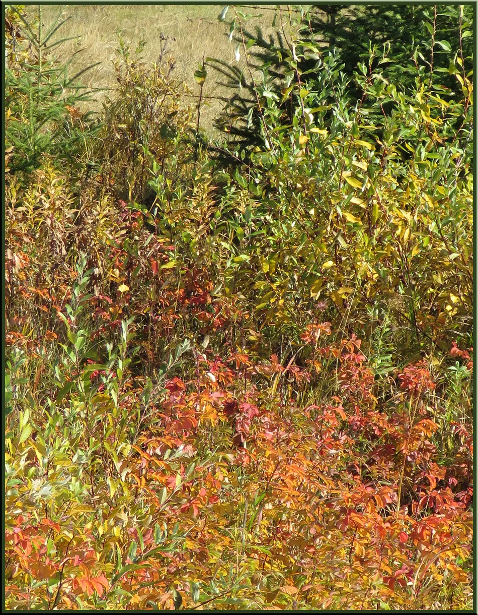 bright colors of fall on roses and small bushes in ditch with young evergreens.JPG