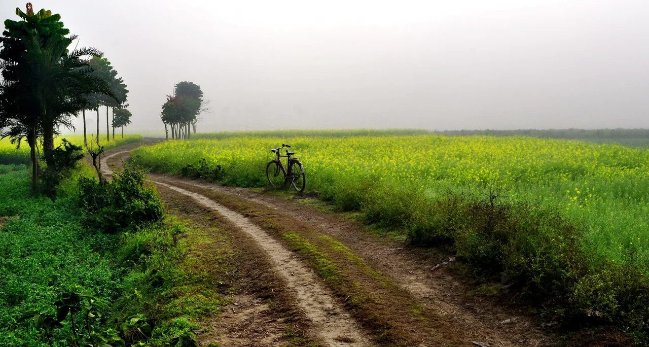 Agriculture_farm_near_Ruppur_village,_West_Bengal,_India_December_2013.jpg