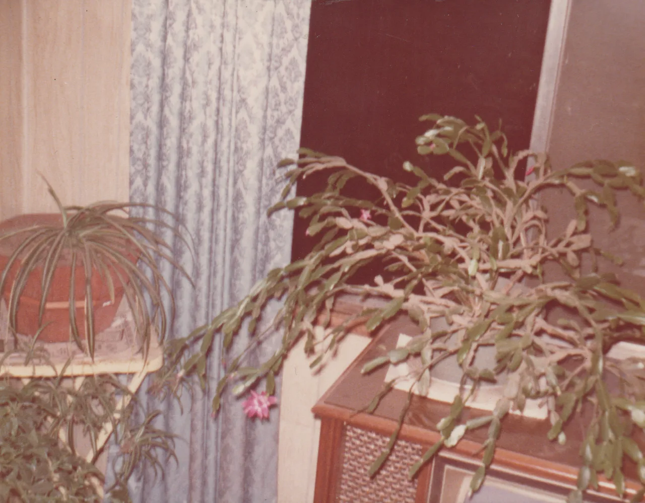 1974-11-28 - Thursday - plants, no date on these 2pics but I guess on or after this date in November of that year, 2pics-2.png