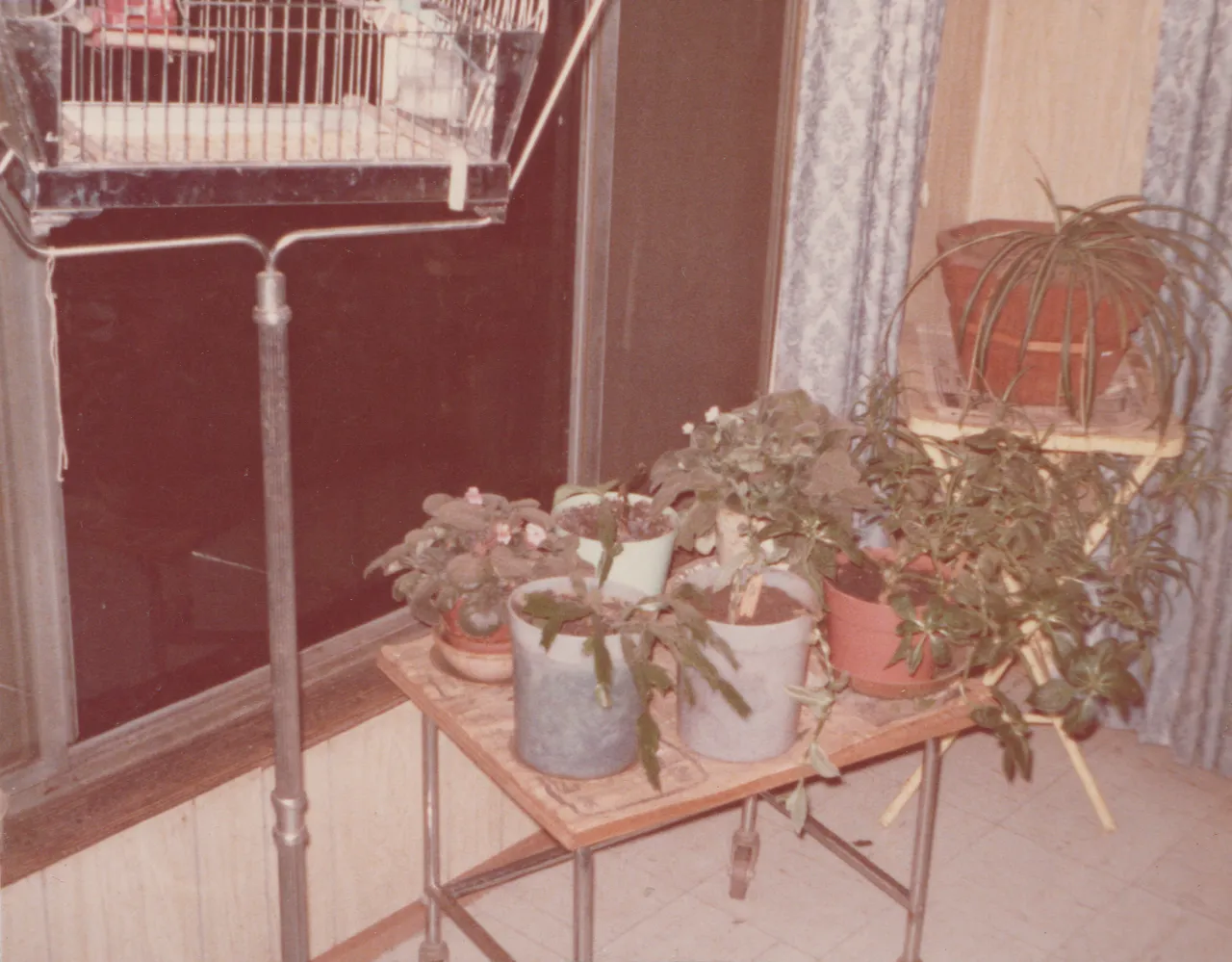 1974-11-28 - Thursday - plants, no date on these 2pics but I guess on or after this date in November of that year, 2pics-1.png
