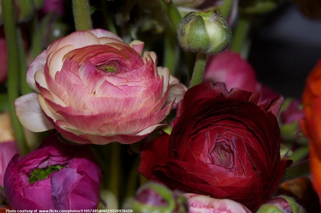 BurgundyRanunculus-001-030119.jpg