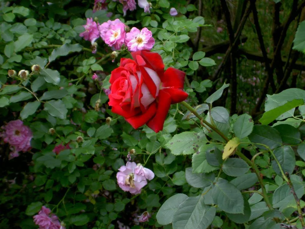 361000,xcitefun-osiria-rose-6.jpg