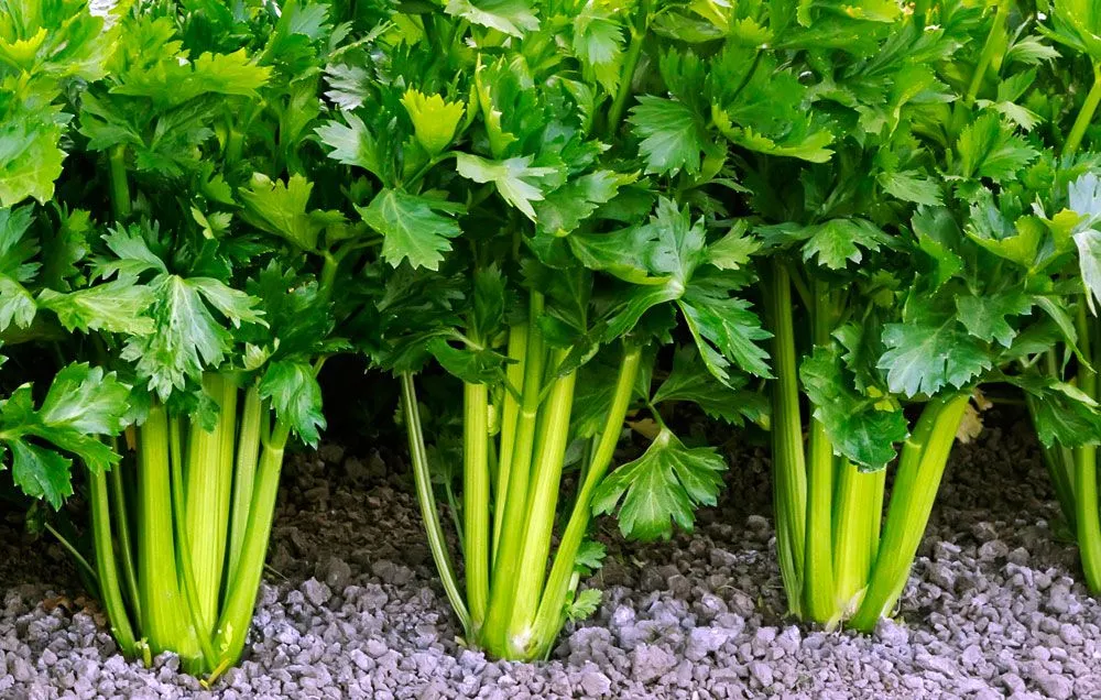 growingcelery-main-1514910811.jpg