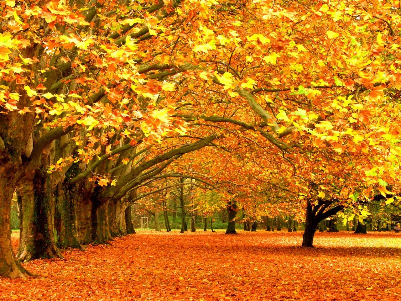 OvCoecp-nature-fall-wallpaper.jpg