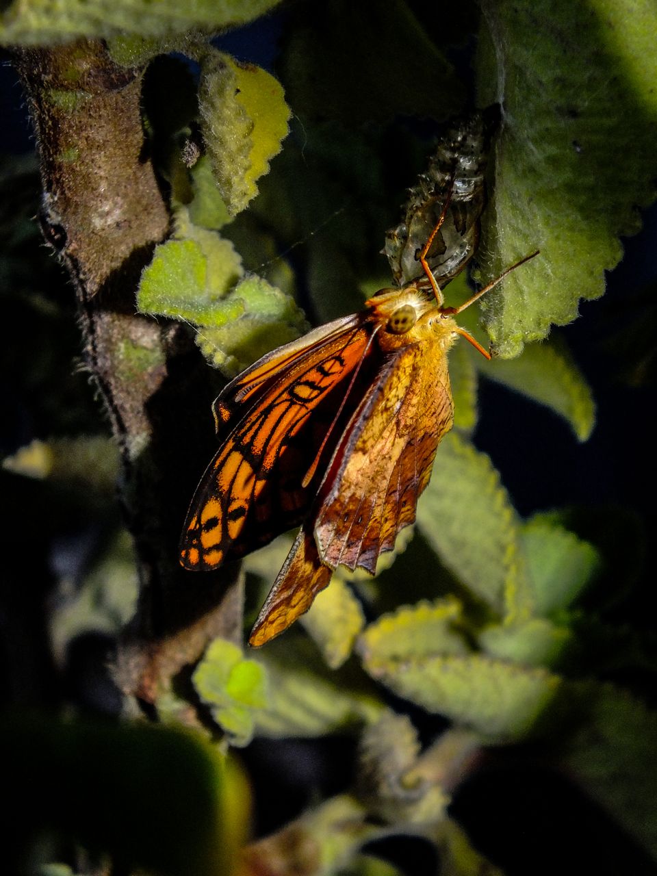mariposa dorada evolucion_-25.jpg