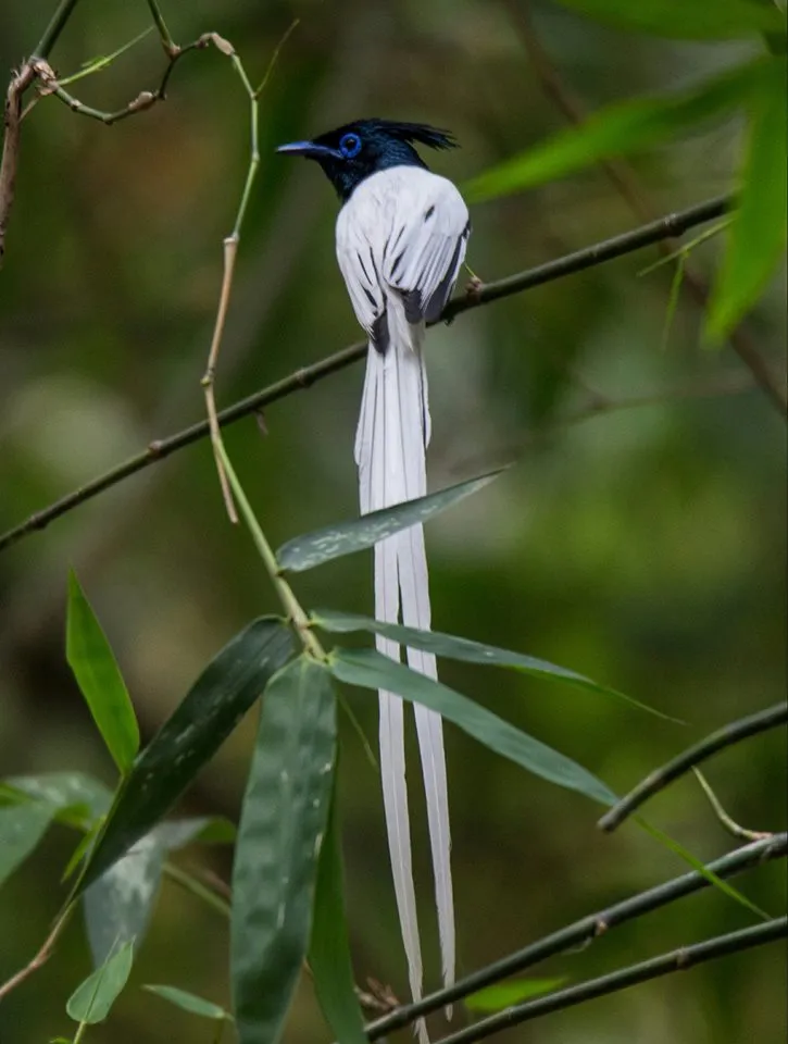 Asian Paradise Flycatcher.jpg