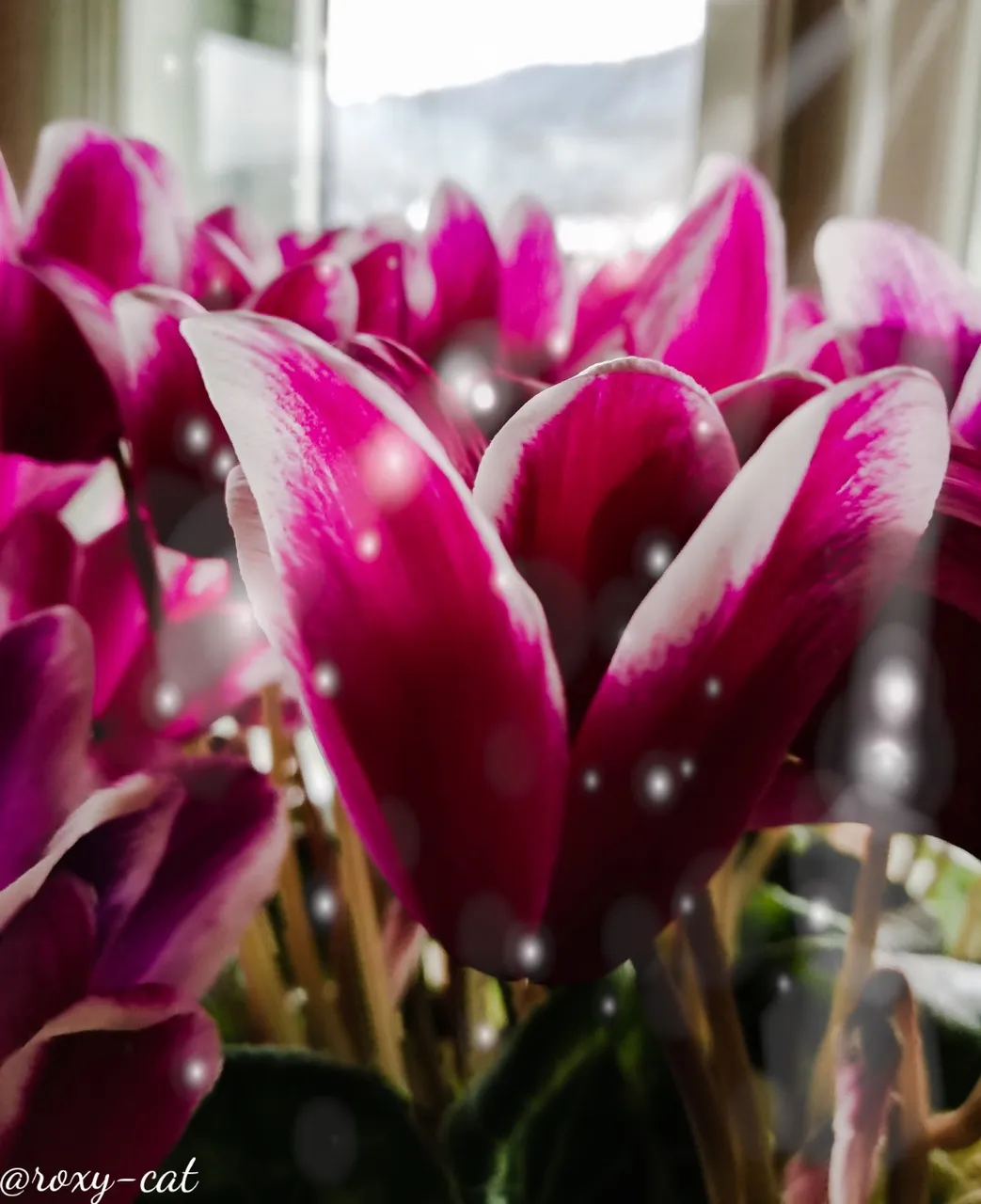 WaterMark_2018-12-16-19-18-34.jpg