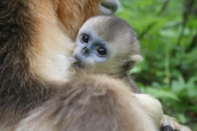 03-snub-nosed-monkey-img_2794.jpg