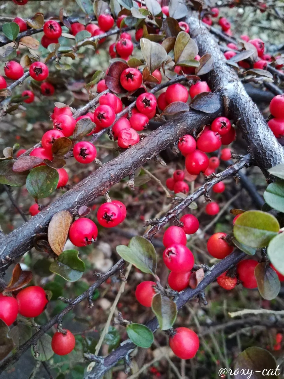 WaterMark_2018-12-09-18-01-59.jpg