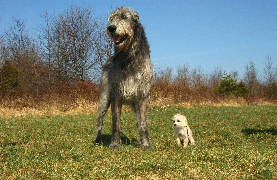 irish-wolfhound-85578_960_720.jpg