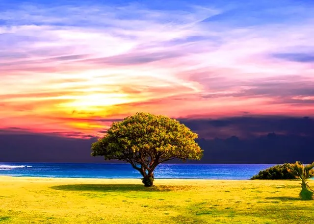 tree-sea-grass-nature-451855.jpeg
