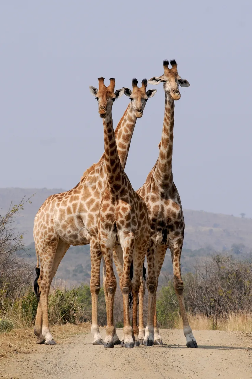 africa-animals-giraffes-34098.jpg