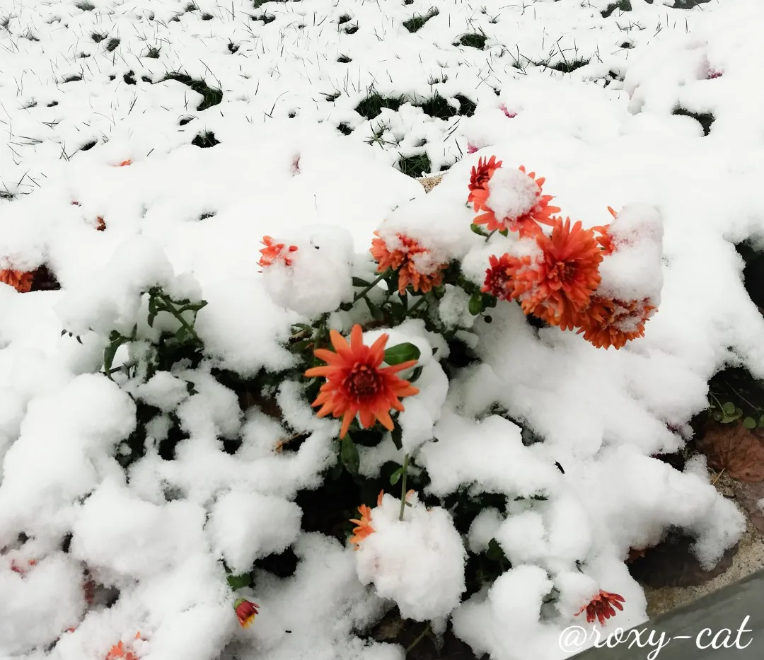 WaterMark_2018-11-18-16-19-32.jpg