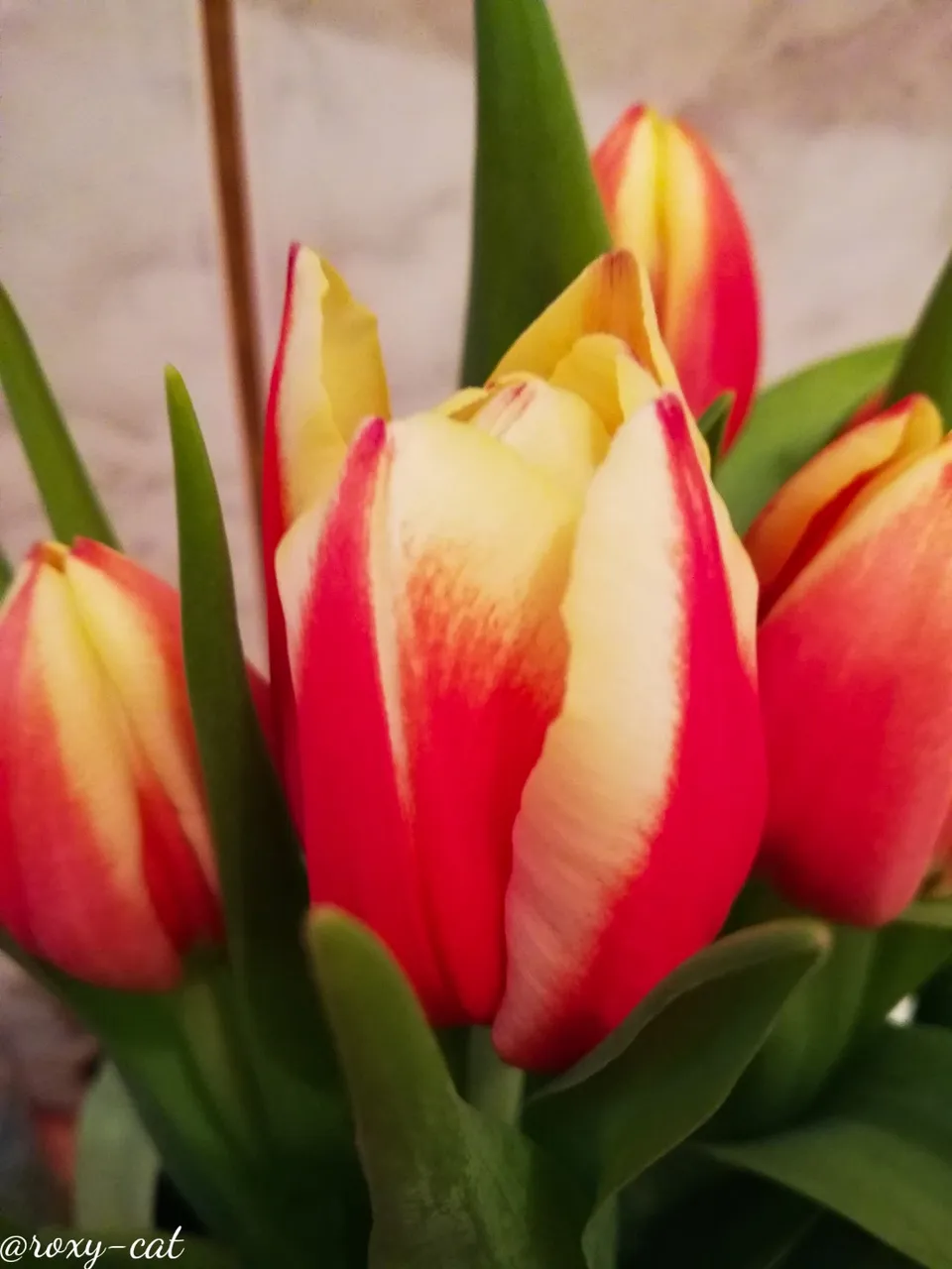WaterMark_2019-03-10-18-01-46.jpg