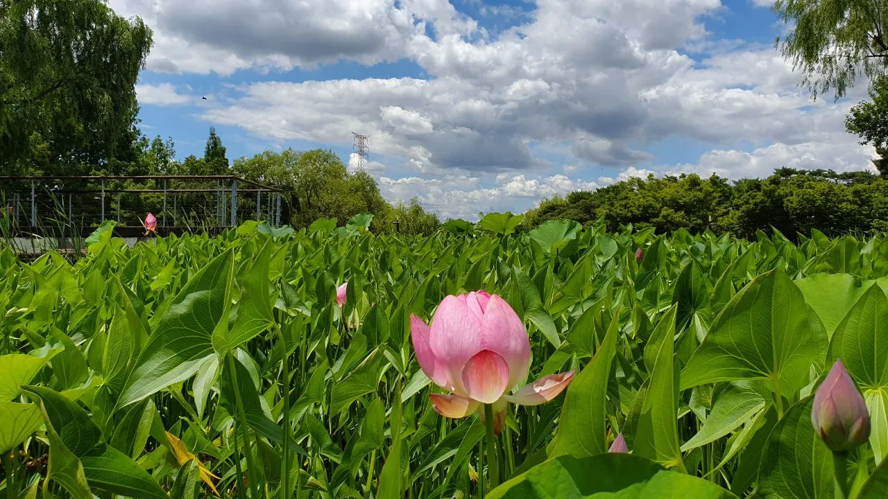 IMAGE 2019-07-10 14:52:19.jpg