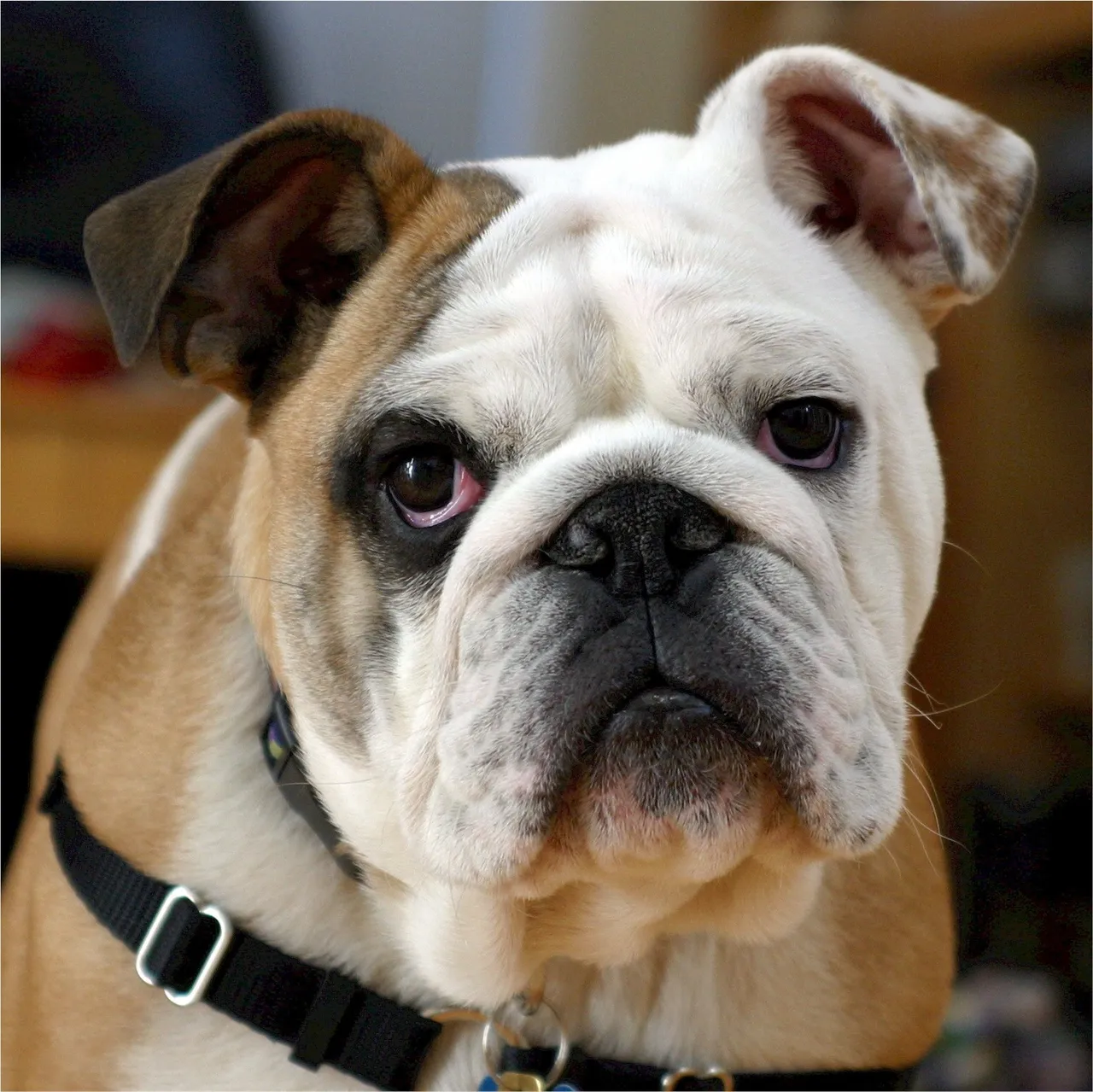 adorable-animal-bulldog-40544.jpg