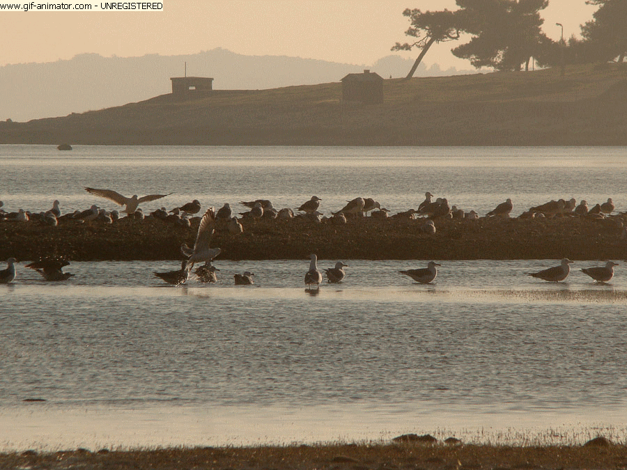 2 sunny AUTUMNbeach GIF.gif