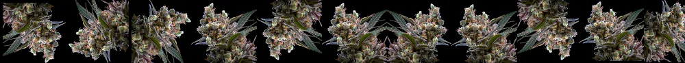 smokeio dark bud banner.png