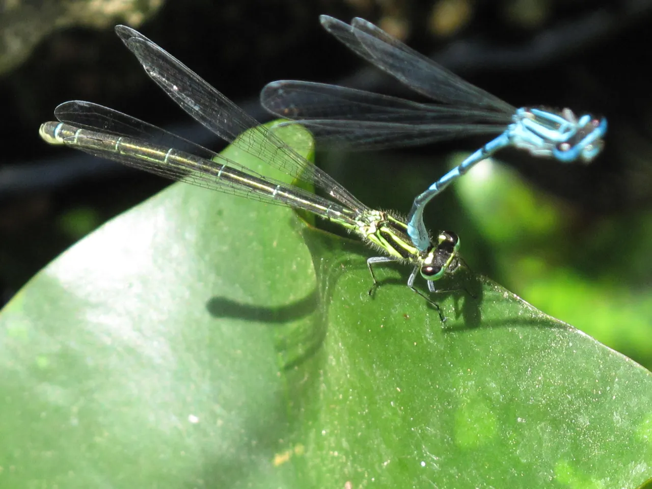 Fotos Insekten 2019 005.JPG