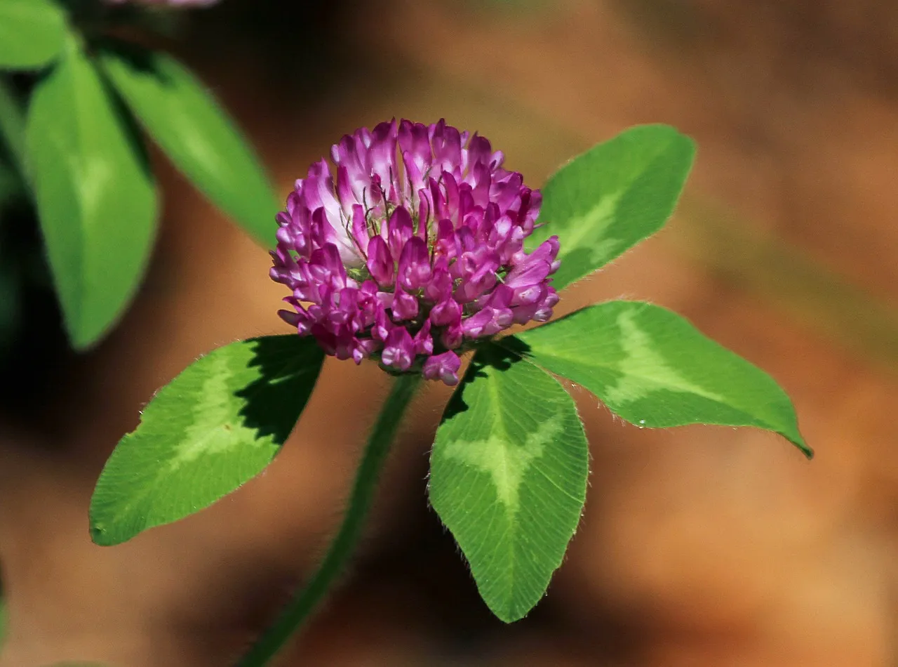 red-clover-flower-113867_1280.jpg