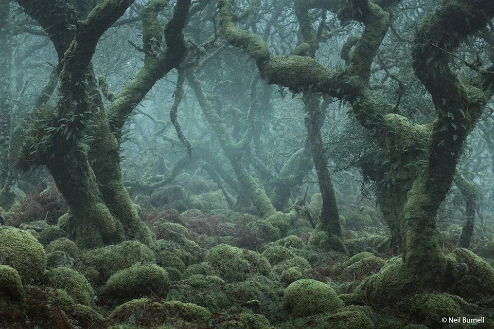 Devon England BBC Earth.jpg